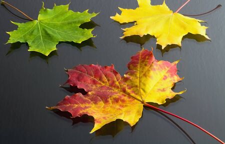 Autumn theme: maple leaves of red-yellow color in the background with yellow and green leaves. Maple...