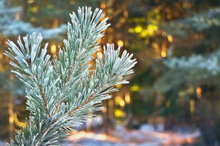 Pine tree branch with a background of sun-covered forest in winter.
