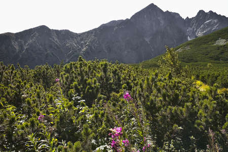 The dwarf mountain pine, forest herbs and flowers under the Kezmarsky peak in the High Tatras.の写真素材