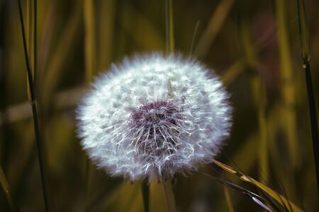 Dandelion