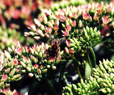 Bee on blossoms