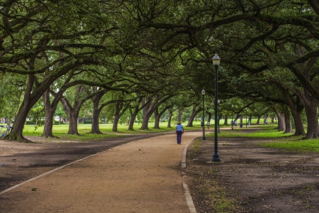 Very large oak trees creating a canopy over a walking path.の写真素材