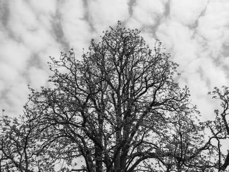 A beautiful treetop of an oak tree with beautiful clouds in the sky.
