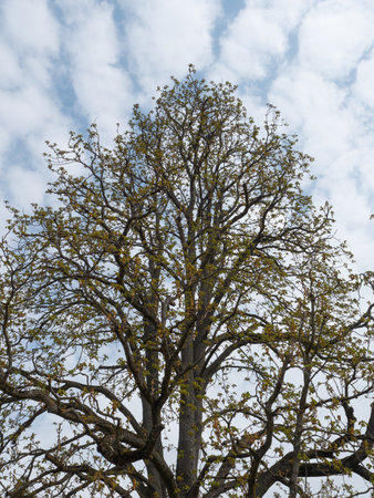 A beautiful treetop of an oak tree with beautiful clouds in the sky.