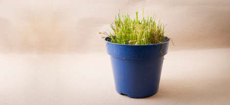 Dried and worn chives are placed in a blue plastic pot.の写真素材