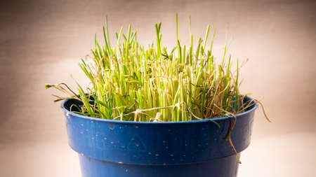 Dried and worn chives are placed in a blue plastic pot.の写真素材
