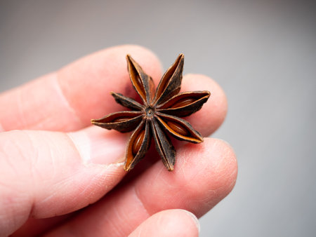 A male hands holds star anise.の写真素材