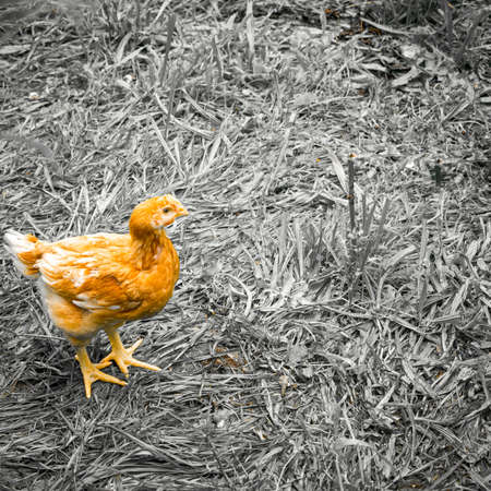 A happy free range chicken walks around its enclosure.の写真素材