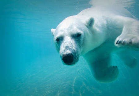 Polar bear swimming underwater at the zooの写真素材