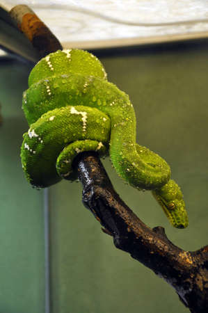 Emerald tree boa wrapped around a tree branch