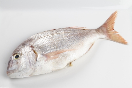 A red sea bream on a white porcellain plate の写真素材