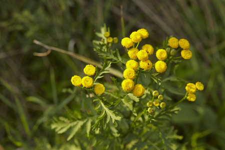 The yellow blossom of a Tansy (TanacetumÂ vulgare) with many little single blooms.の写真素材