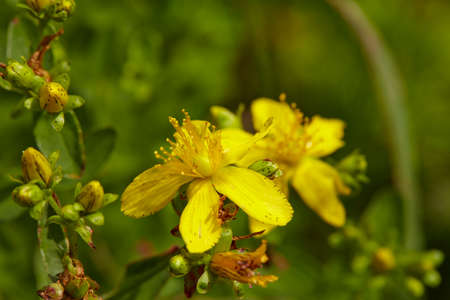 A full blossoming, yellow Klamath weed (Hypericum perforatum) taken in front of green grass.owの写真素材