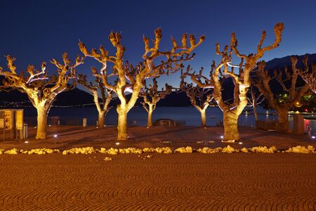 Plan (trees) are illuminated with different colored light and Contrasted against the night blue sky at the point of the blue hour in the evening.の写真素材