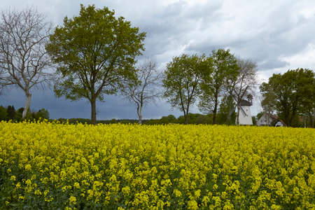 Trees and a yellow blooming colza field with a rainy sky photographed at contre-jour light.