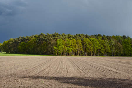 A field and the edge of a forest into a landscape photogrphed in bright sunshine with a dark cloudy sky.の写真素材