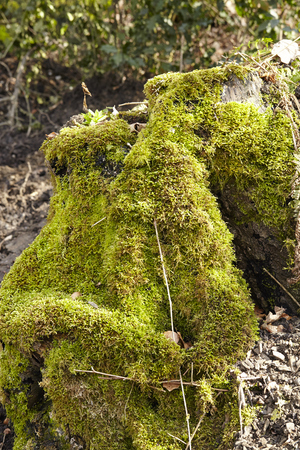 A rotten tree stump is covered with green moss. The sunbeams floods the green moss and plays with light and shadow.の写真素材