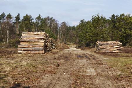 A pile of tree boles lays at an edge of a forest near Schneverdingen (Germany, Lower Saxony, County Heidekreis).の写真素材