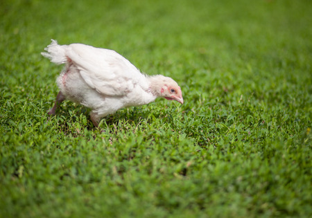 white little young chiken on green grass fieldの写真素材