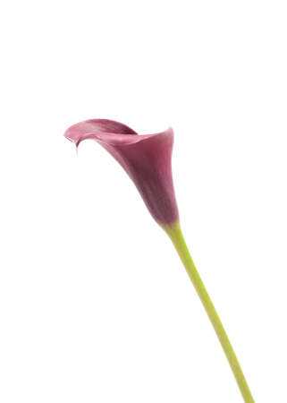 one purple calla lily on green stem isolated on white backgroundの写真素材