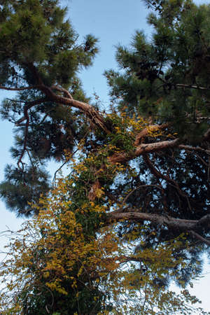 beautiful Mediterranean conifeous ivy-covered tree on sky background