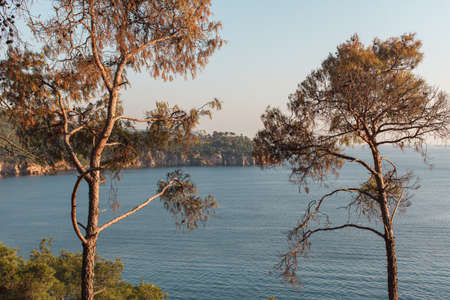 coniferous forest on Mediterranean sea coast line, idyllic summer time landscapeの写真素材