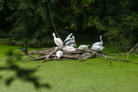 many Dalmatian pelicans and Great white pelicans on trees on swapの写真素材