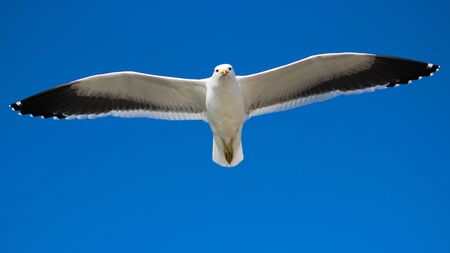 Seagullの写真素材
