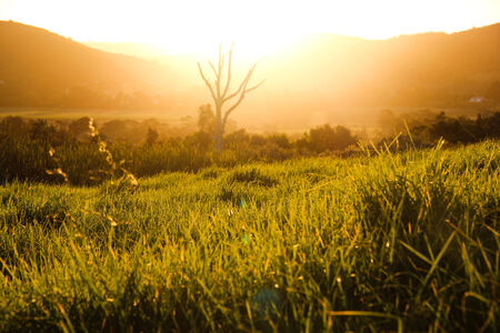 Tall grass field sunsetの写真素材