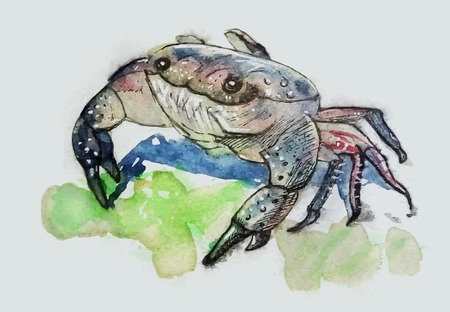 Colorful crab illustration design.のイラスト素材