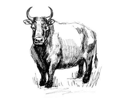 Bull. Line drawing. Realistic imageのイラスト素材