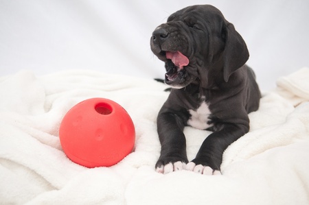 Lying whelp gapingの写真素材