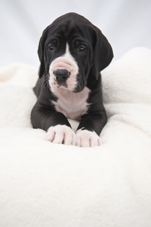 Lying whelp white Padの写真素材