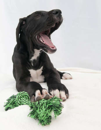 lying whelp gaping with ropeの写真素材