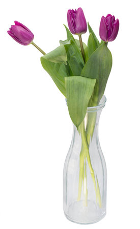 Bouquet of Tulips in vaseの写真素材