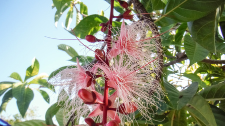 Fish poison tree