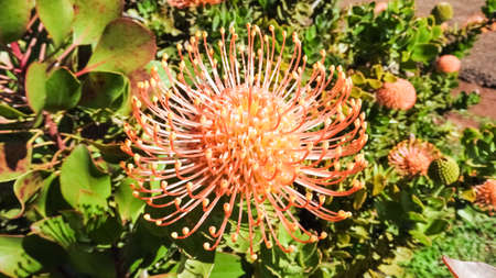 Protea South African national flower