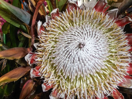 Protea South African national flower