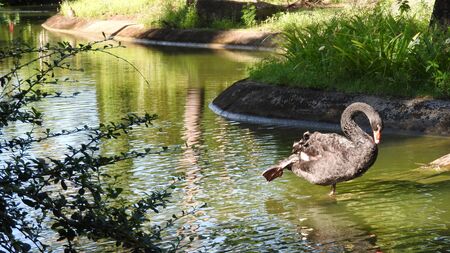 Black Swanの写真素材