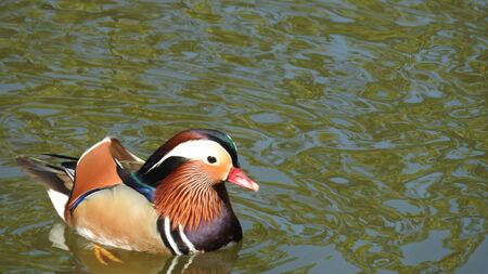 Mandarin Duckの写真素材