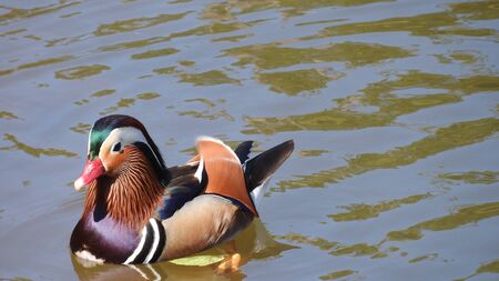 Mandarin Duckの写真素材