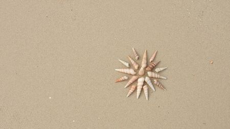 shells on the sandy beachの写真素材