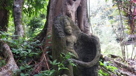 Figure in the jungleの写真素材