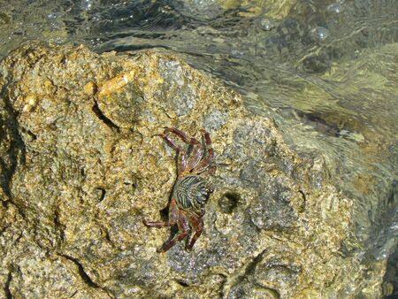 crabの写真素材