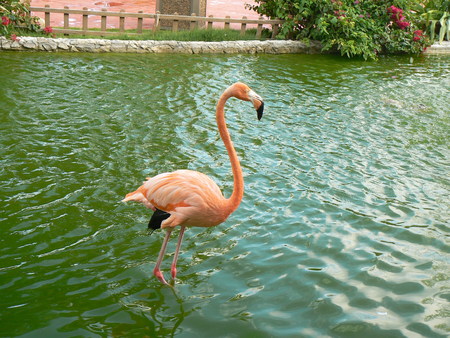 flamingoの写真素材