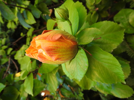 Hibiscusの写真素材