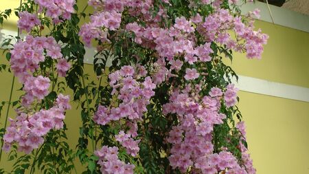 Trumpet flower