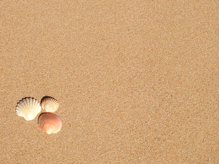Seashell on the beach