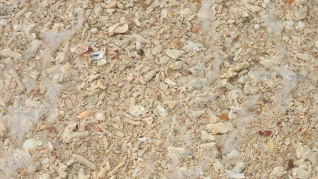 Seashell on the beachの写真素材