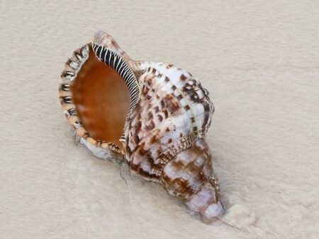 Seashell on the beach